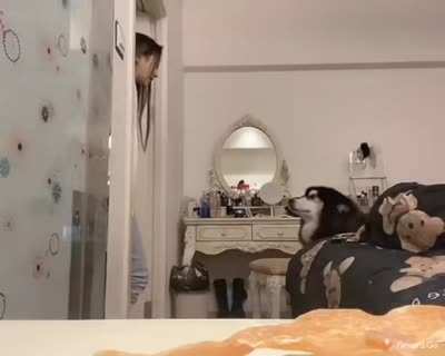 Послушный хороший мальчик. Да и хозяйка хороша.)