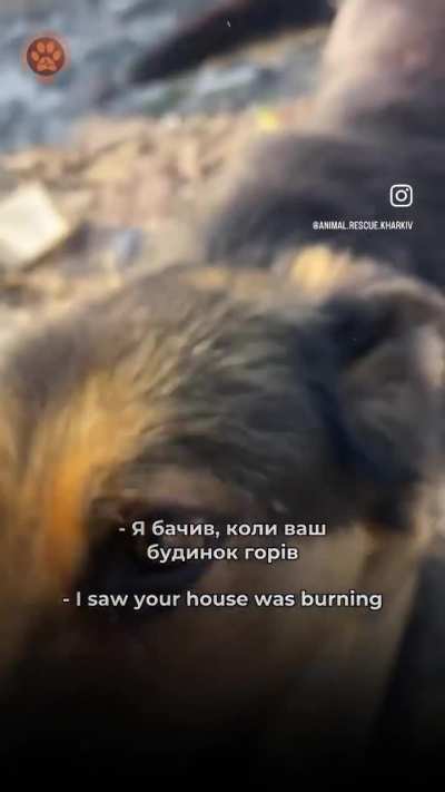 Thanks to ARK volunteers who didn&rsquo;t give up on them, dogs who miraculously survived the destruction of their home were found and reunited
