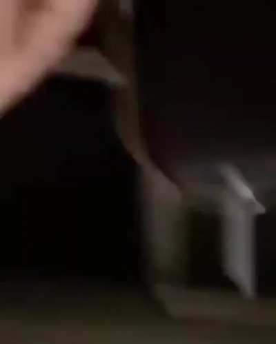 &oelig;