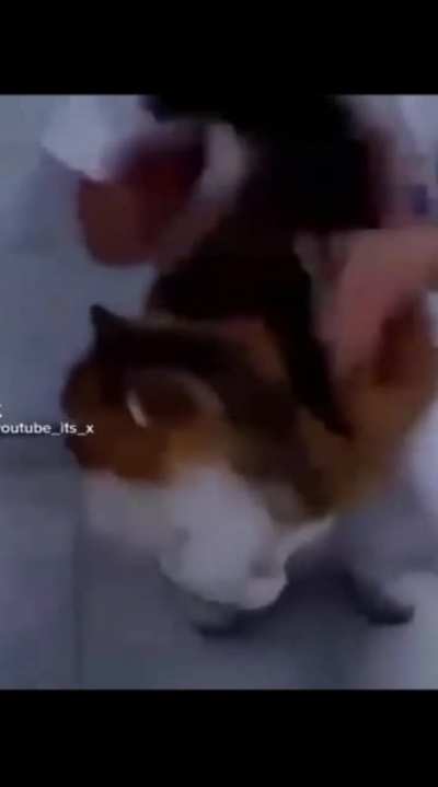 всем привет! :3 вот вам котик(обязательно включите звук) автор: @youtube_its_x