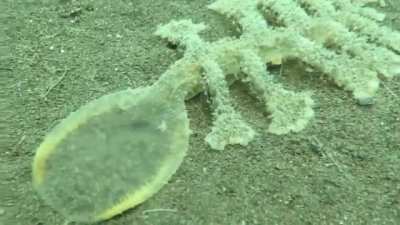 🔥 The Sea Slug, Melibe Viridis Uses Its Head As A Net To Catch Food