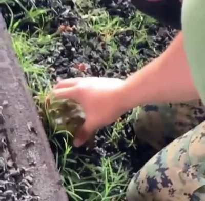 Frog go screm