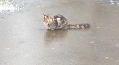 Cats on Ice