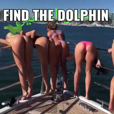 Find the dolphin