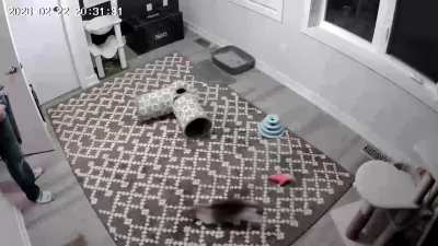 Kitten jumping concern