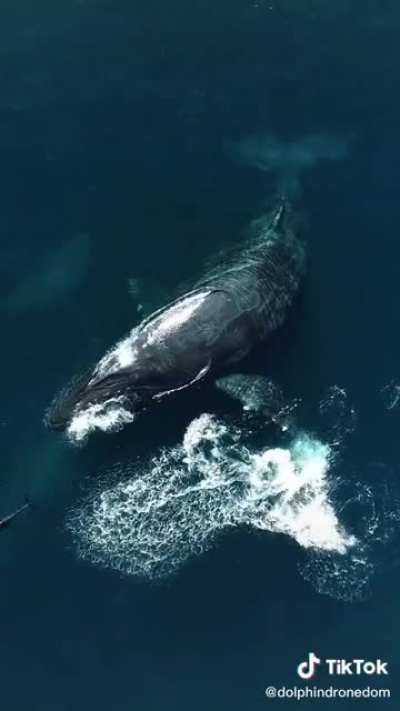 Whale shoos away some annoying dolphins
