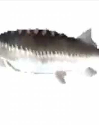 fish - remix