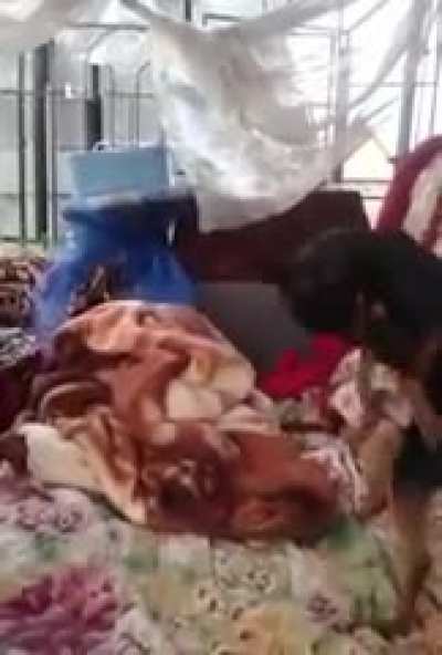 Good boy doing the impossible