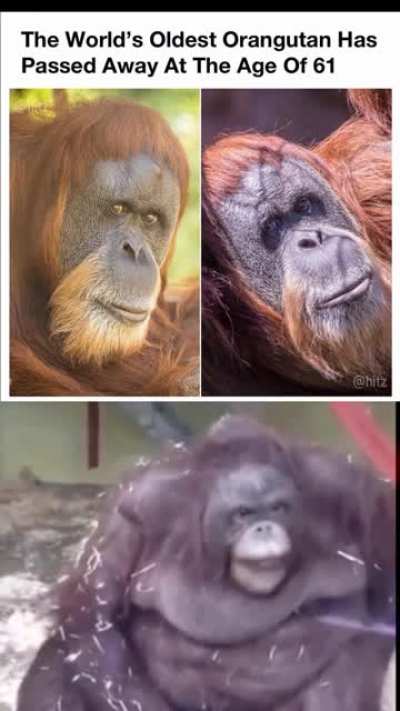 Le monke, gone. Goodbye Inji