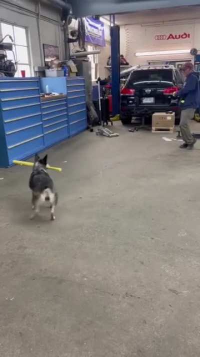 Your dog plays fetch? My dog plays baseball.