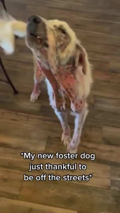 Fostering medical dogs will always bring the biggest smile to my face. Watching these dogs go from scared, hopeless, roaming the streets begging for food to loved, happy, and spoiled in a home- there&rsquo;s nothing like it! Dogs are so forgiving and will
