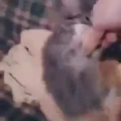 Only one bite