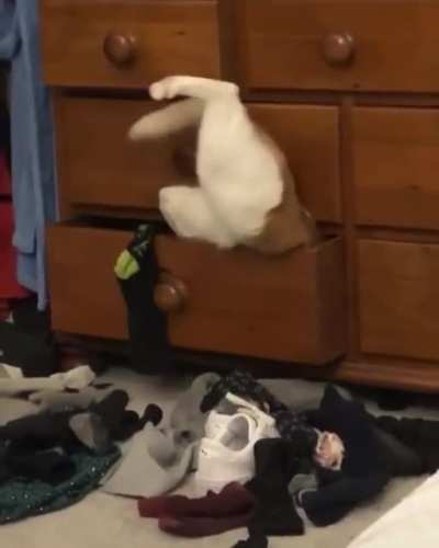 Such grace, such beauty