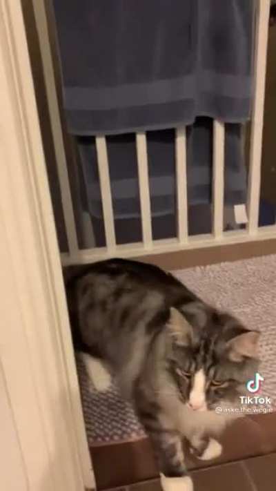 Cat walks around the house saying hello when it can&rsquo;t find its owner