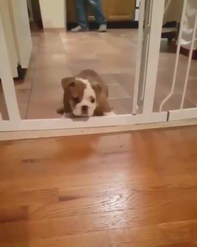 Watch me hop