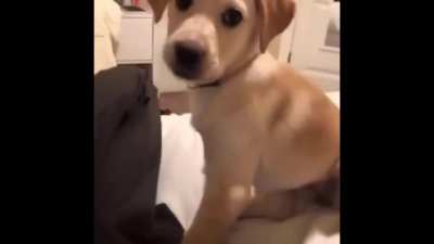 What the dog doing?