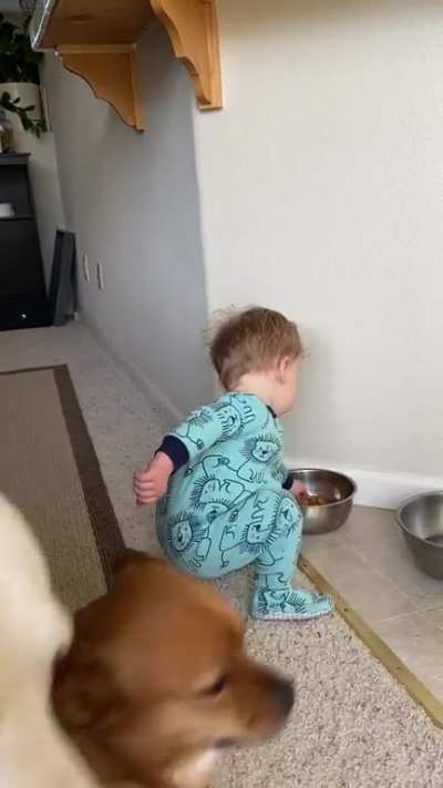 My 16 month old son&rsquo;s newest game. The dogs love it too