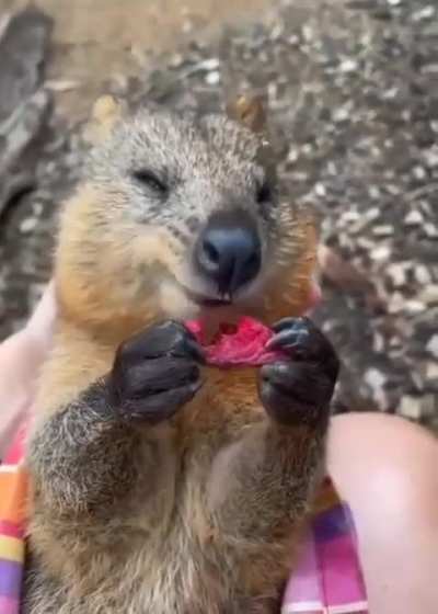 Eating happily