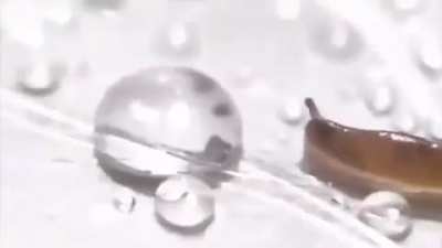 Snail