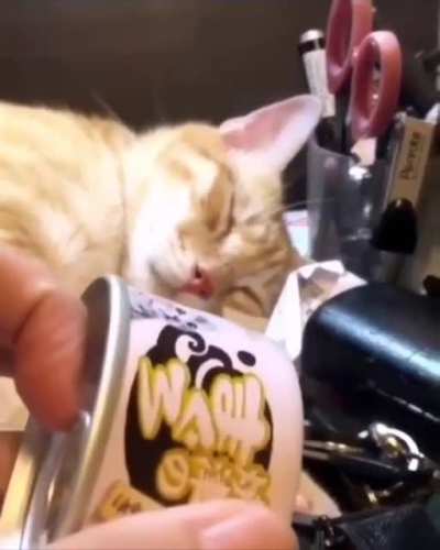 Коть, ты спишь?