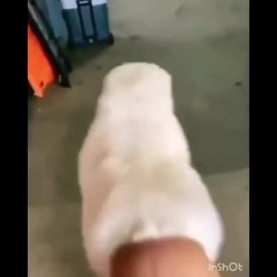 What a cute little dog I found