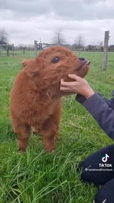 Baby moo