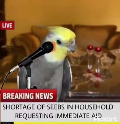Birb Demands Seeb