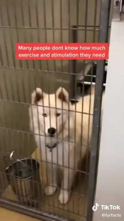 Don&rsquo;t get a husky if you can&rsquo;t take care of it
