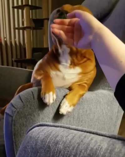 "Do you mind if I trouble you for a few little scritches"