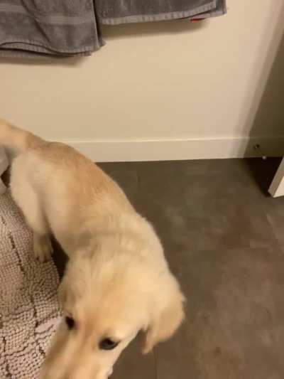 Lucy got the zoomies while I was going to the bathroom. She is truly terrifying sometimes...