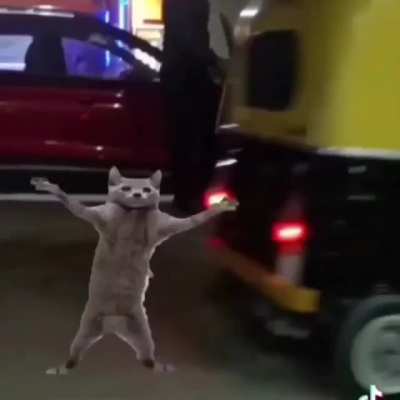 Cat go prrr