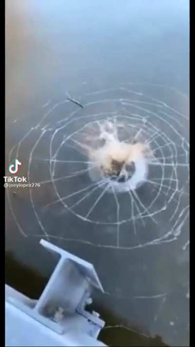 Poor fish