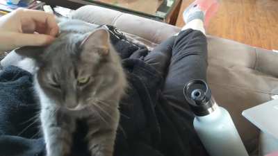 Such a kneady floof (apologies for the breathing noises)
