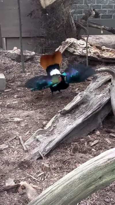 The Himalayan Monal courtship dance