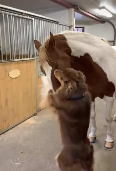 Dog &amp;amp; Horse Being Bros