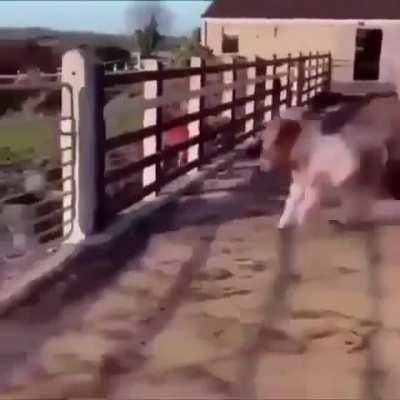 horse