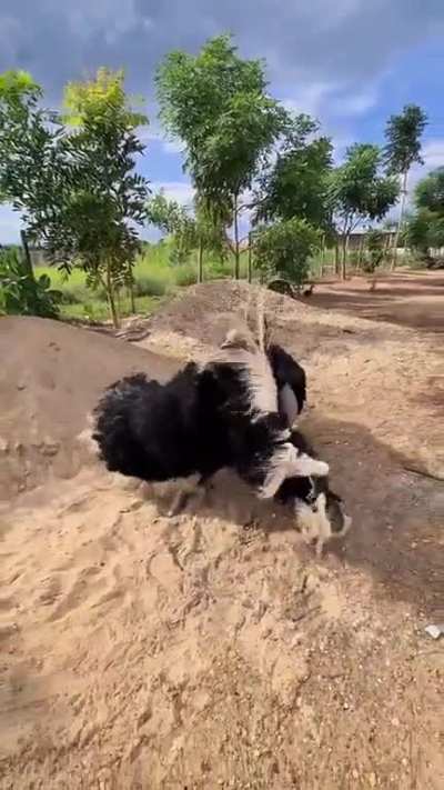 What is wrong with your dog