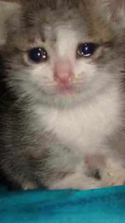 Blursed_cat