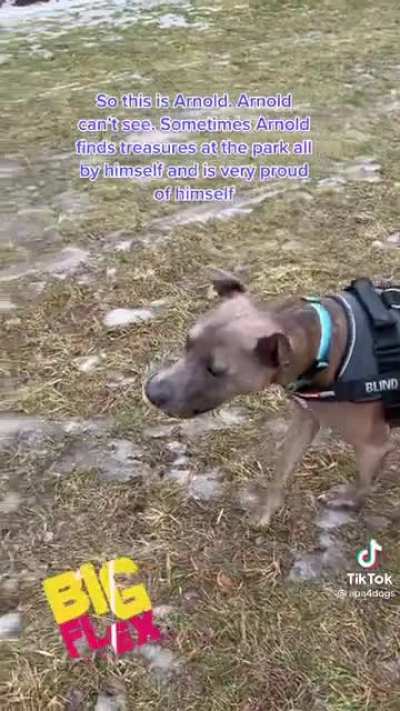 Meet Arnold. Arnold makes me cry with laughter every time i watch this video.