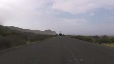 Cyclists chased by an ostrich