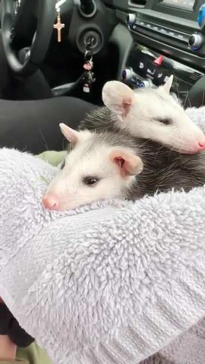 Found these two furry babies while on our walk. I think they are baby rats but they look funny. 