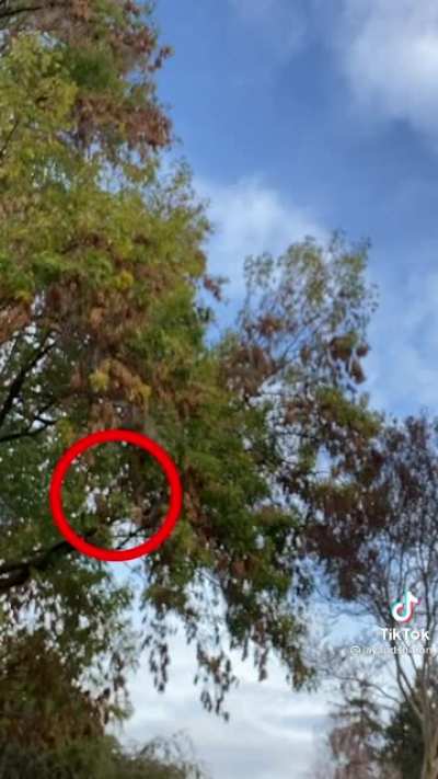 Let&rsquo;s help him find the squirrel