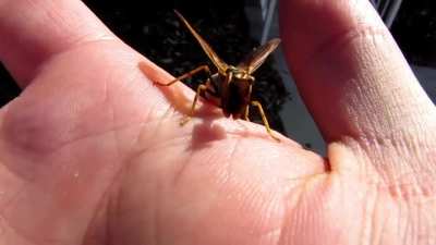 The mantidfly, which looks like a cross between a praying mantis and a wasp, is actually not closely related to either of them, and it is not even a type of fly. The mantidfly does not sting and poses no threat to humans. It only eats nectar and small ins