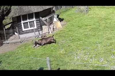 Animais se juntam para salvar a galinha