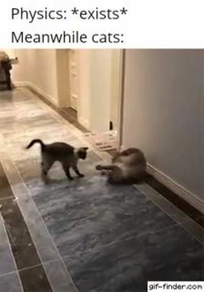 Cats are cats