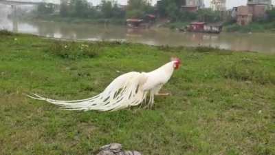 The Onagadori is a rare breed of long-tailed chicken recognized as a living National Treasure of Japan