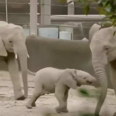 Baby elephant playing.