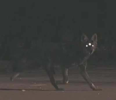 That dog came from the moon