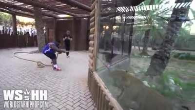 MAN VS LION....