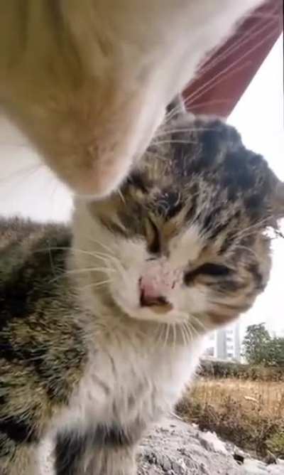 Angry wunker